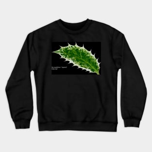 Ilex aquifolium  &#39;Ingramii&#39;  Holly leaf Crewneck Sweatshirt